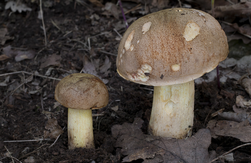 Hemileccinum impolitum